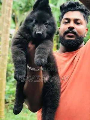 German Shepherd Long Coat Puppies