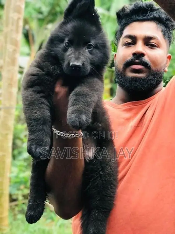 German Shepherd Long Coat Puppies
