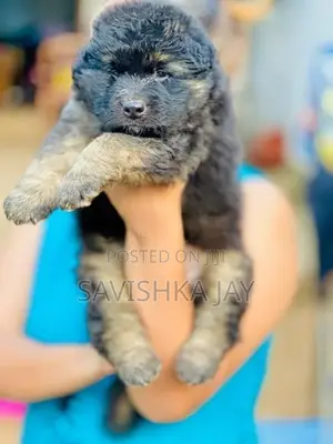 German Shepherd Long Coat Puppies