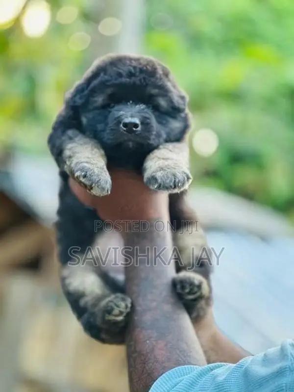 German Shepherd Long Coat Puppies