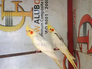 Cocktail Birds