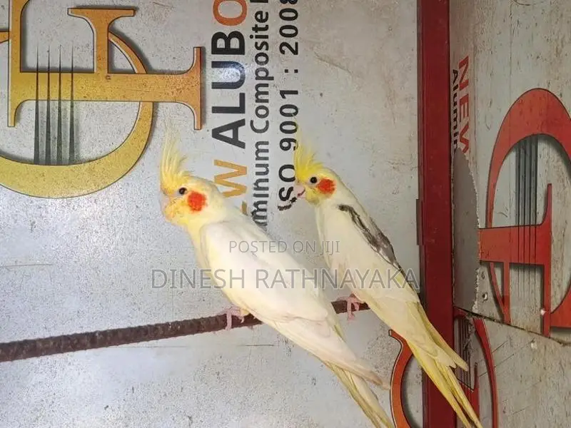 Cocktail Birds