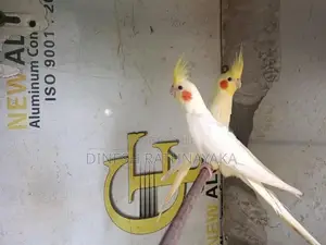 Cocktail Birds