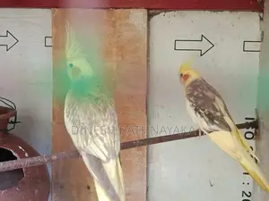 Cocktail Birds