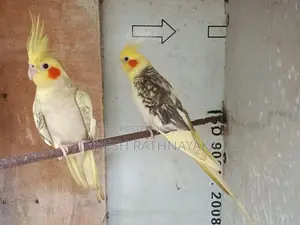 Cocktail Birds