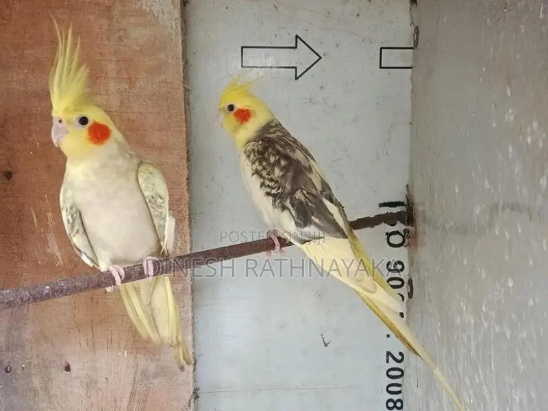 Cocktail Birds