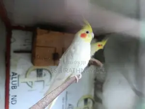 Cocktail Birds