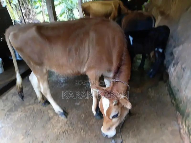 Milk Cow
