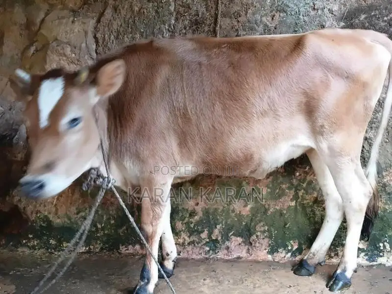 Milk Cow