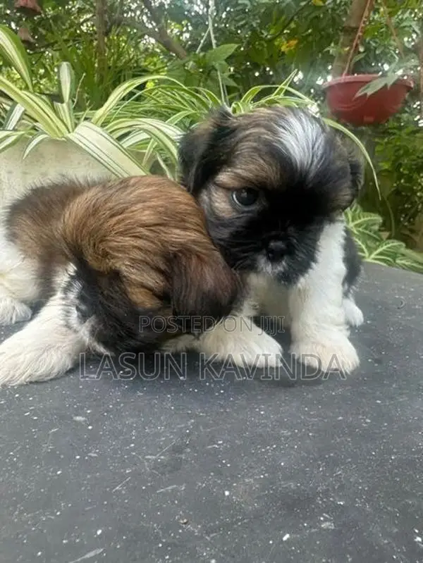Sitzu Puppies