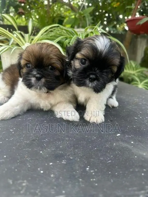 Sitzu Puppies
