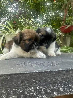 Sitzu Puppies