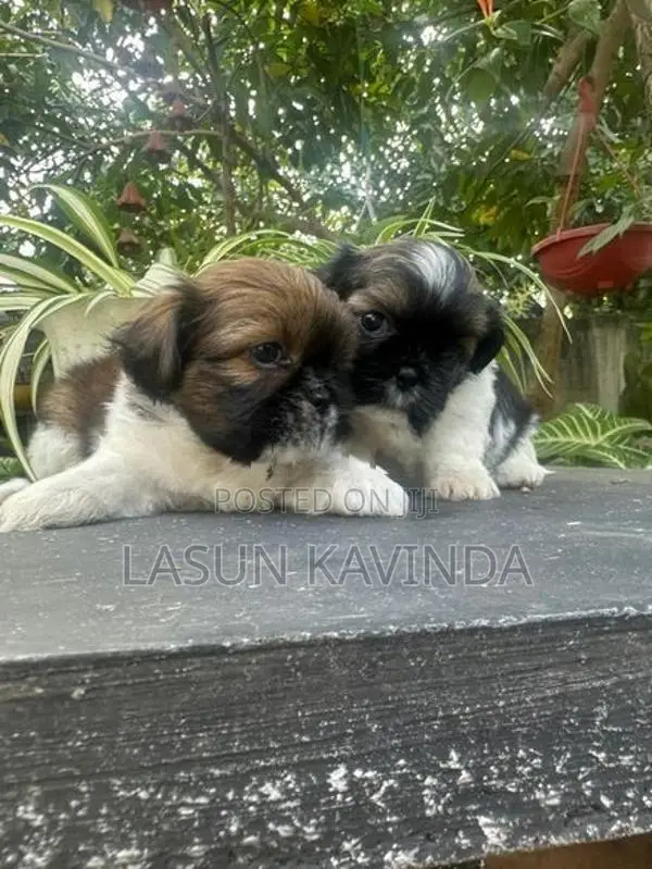 Sitzu Puppies