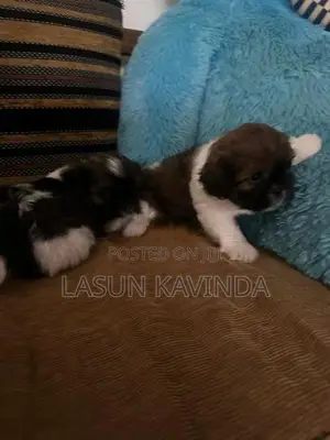 Sitzu Puppies