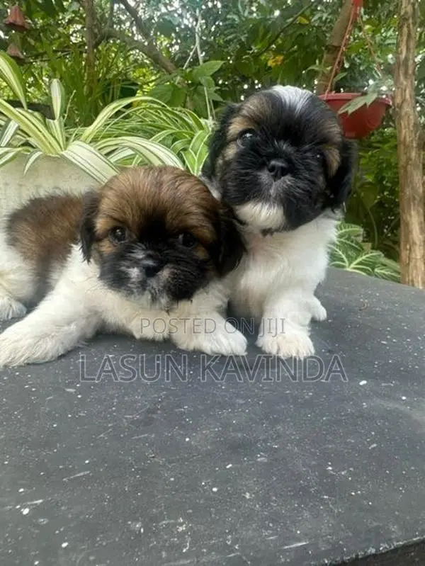 Sitzu Puppies