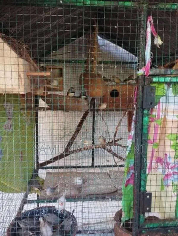 කුඩු 2ක් සහ පින්චස්කුරුල්ලන්.33ක්