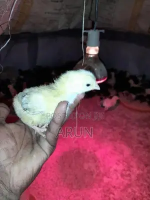 Wathu Kukulan