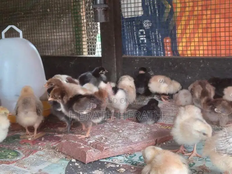 ගම් කුකුලු පැටවුන්