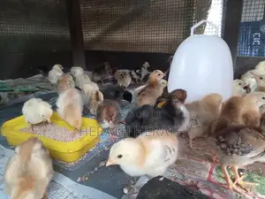 ගම් කුකුලු පැටවුන්