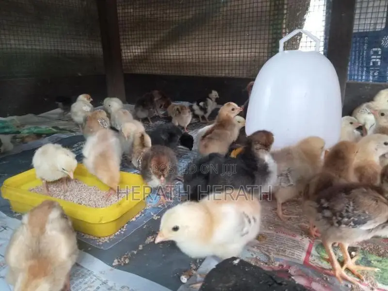 ගම් කුකුලු පැටවුන්
