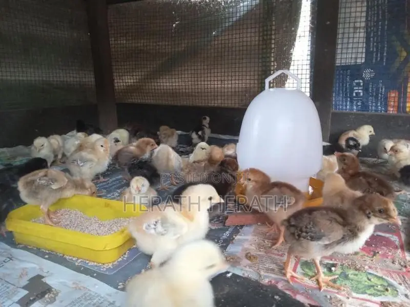 ගම් කුකුලු පැටවුන්