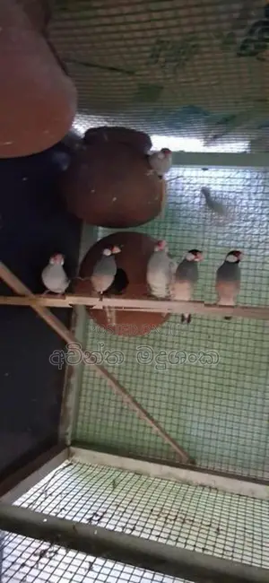 ජාවා කුරුල්ලන්