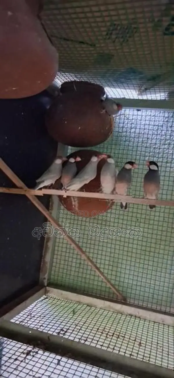 ජාවා කුරුල්ලන්