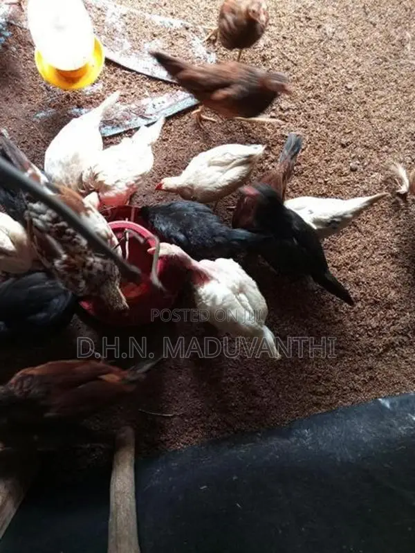 මාස 3 කිකිළි පැටව්
