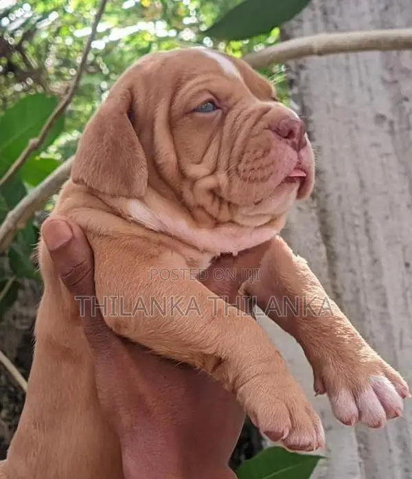 American Bully Puppies