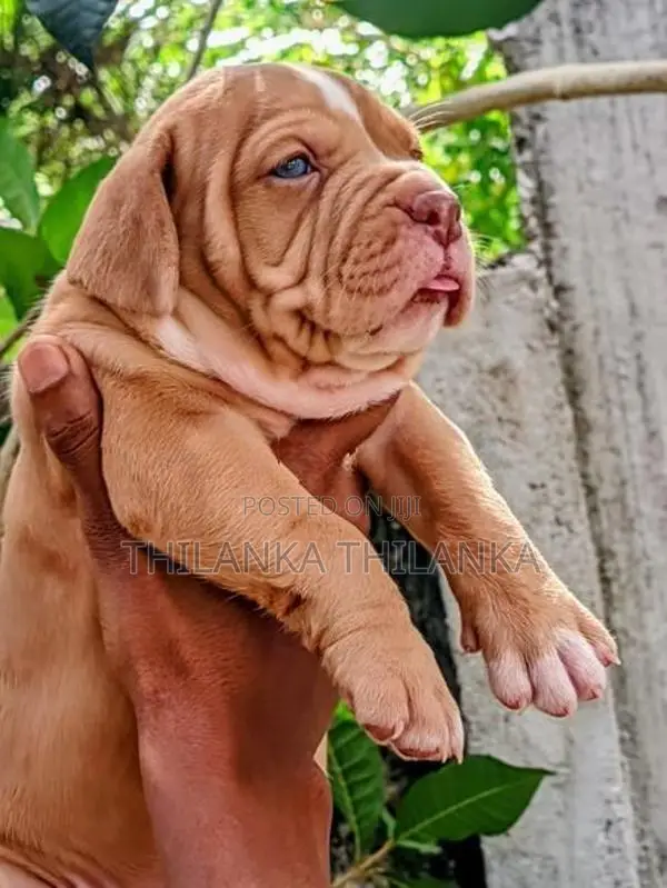 American Bully Puppies