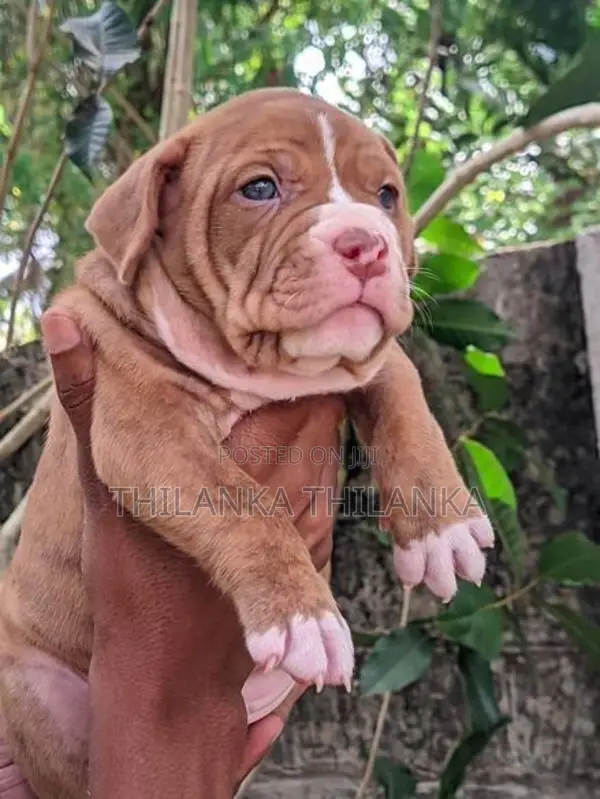 American Bully Puppies