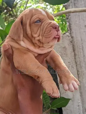 American Bully Puppies