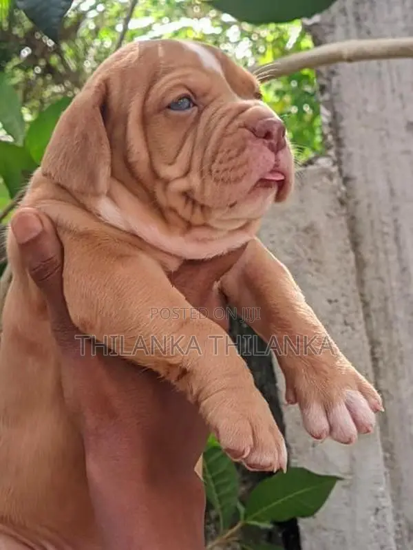 American Bully Puppies