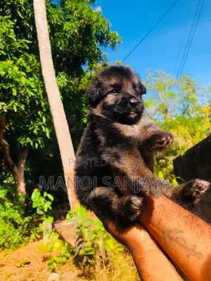 German Shepherd Longcoat Lion