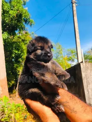 German Shepherd Longcoat Lion
