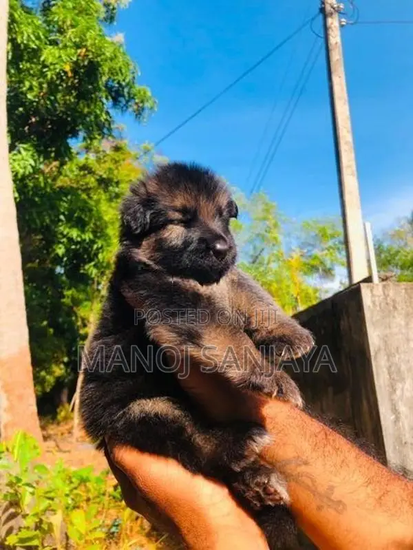 German Shepherd Longcoat Lion