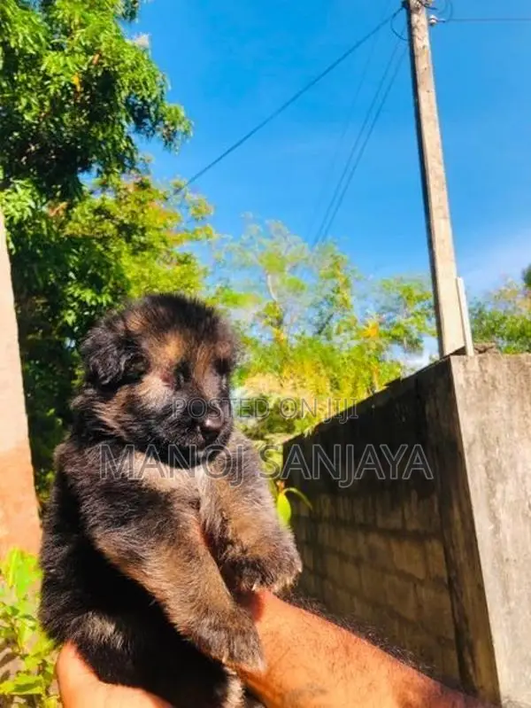 German Shepherd Longcoat Lion