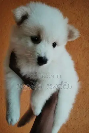 Pomeranian Puppy