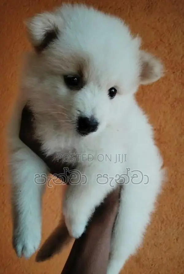 Pomeranian Puppy