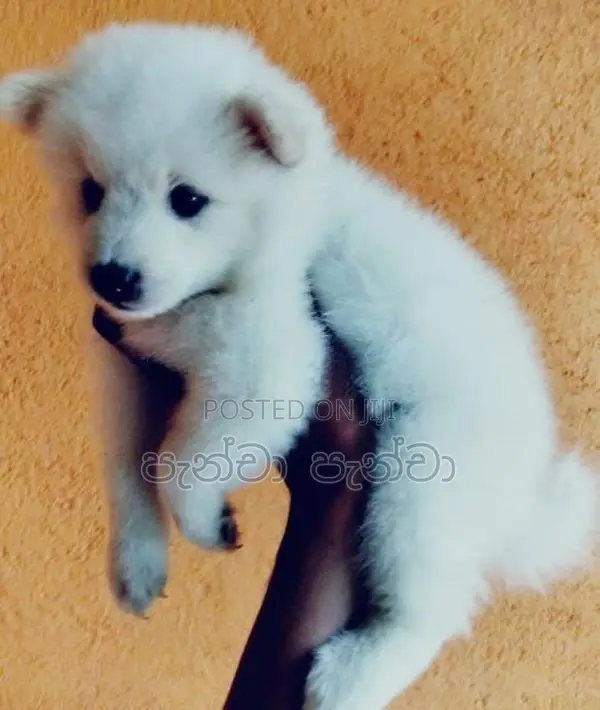 Pomeranian Puppy