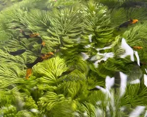 Moly Fish