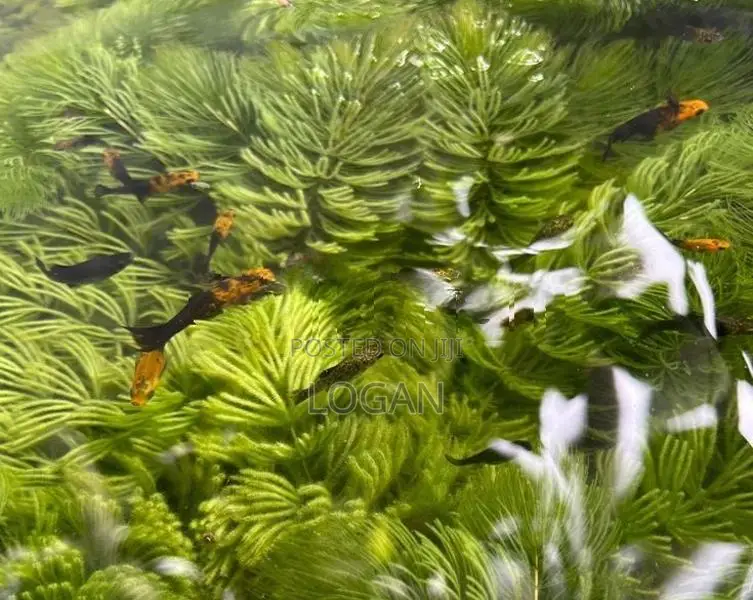 Moly Fish