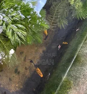 Moly Fish