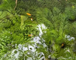 Moly Fish