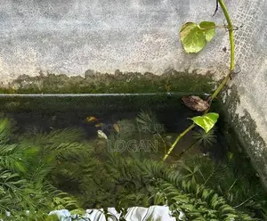 Moly Fish