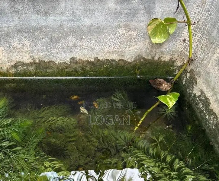 Moly Fish