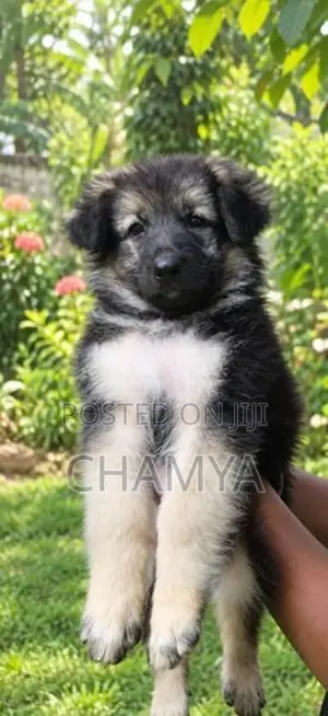 German Shepherd Longcoat Puppies