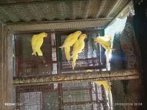 Ring Neck Birds