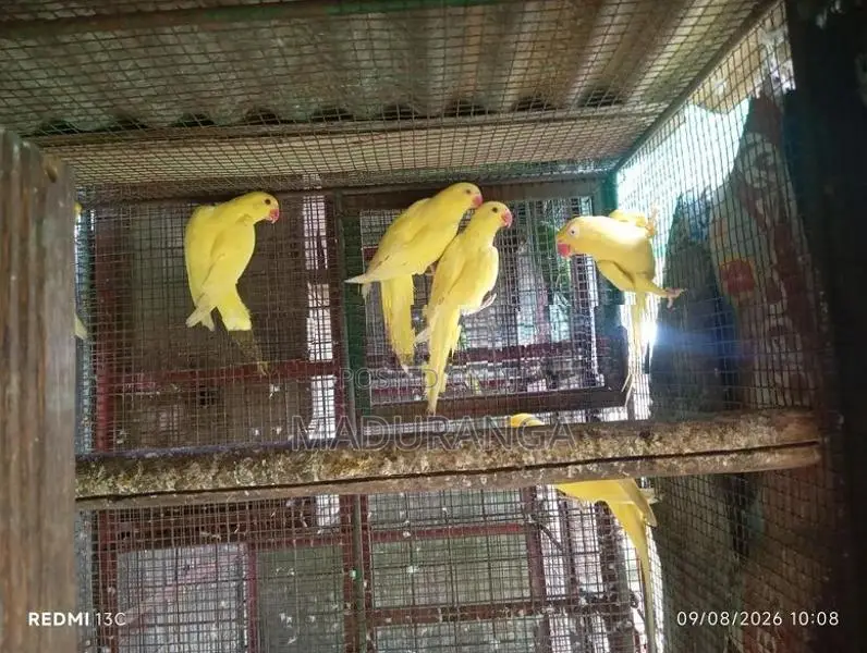 Ring Neck Birds