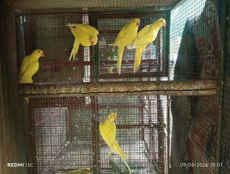 Ring Neck Birds